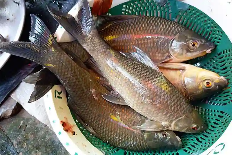 kalibaush-fish-farming-method